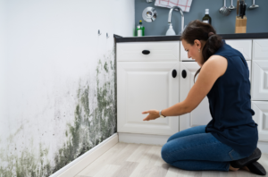 Do you need the immediate assistance of a Mold Remediation Service Company in Aventura?